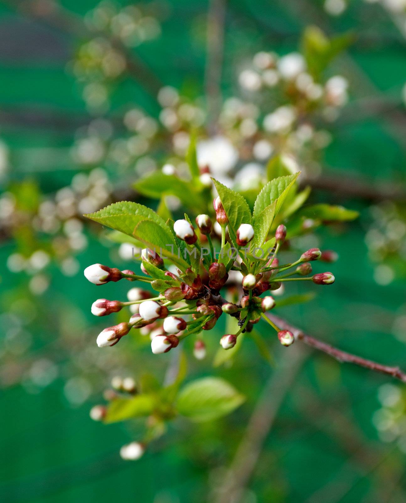 Flower-bud of cherry tree close up on cherry nree background