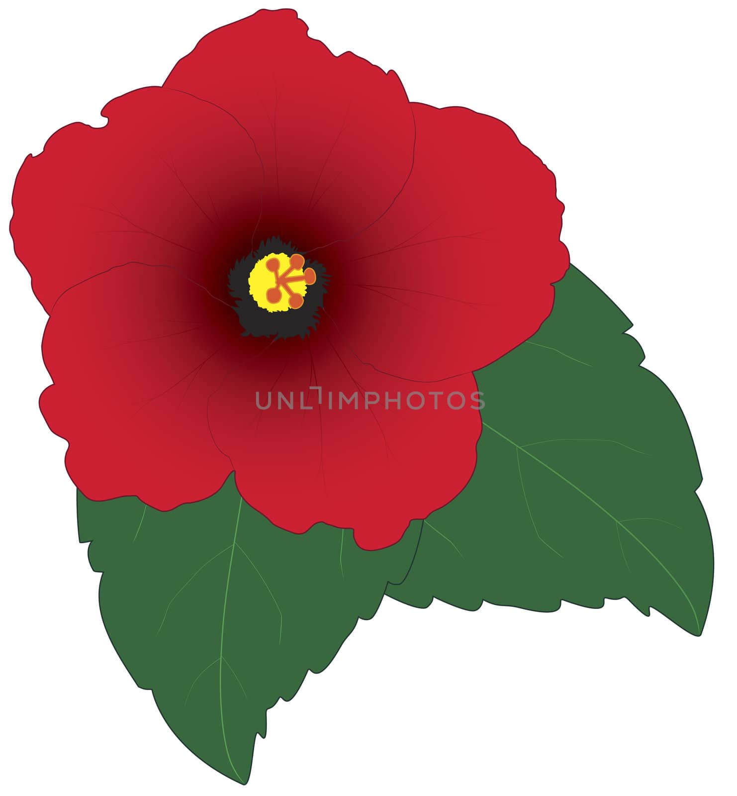 An illustration of a red Hibiscus with green leaves