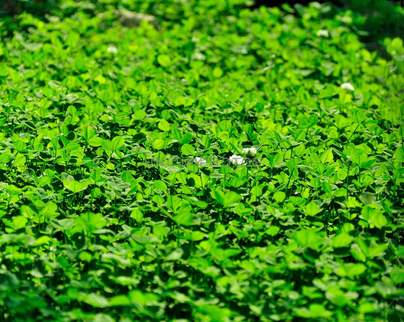 background - a flowering meadow clover, bathed in sunshine