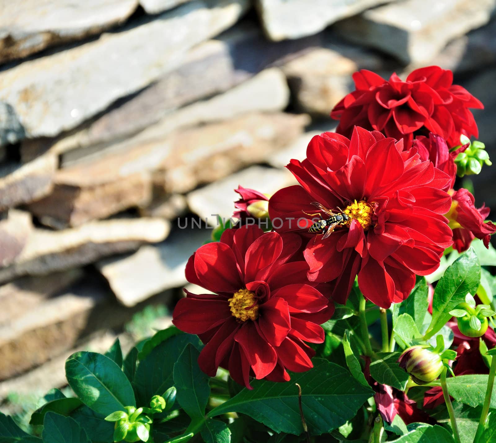 huge wasp on a red flower, close-up