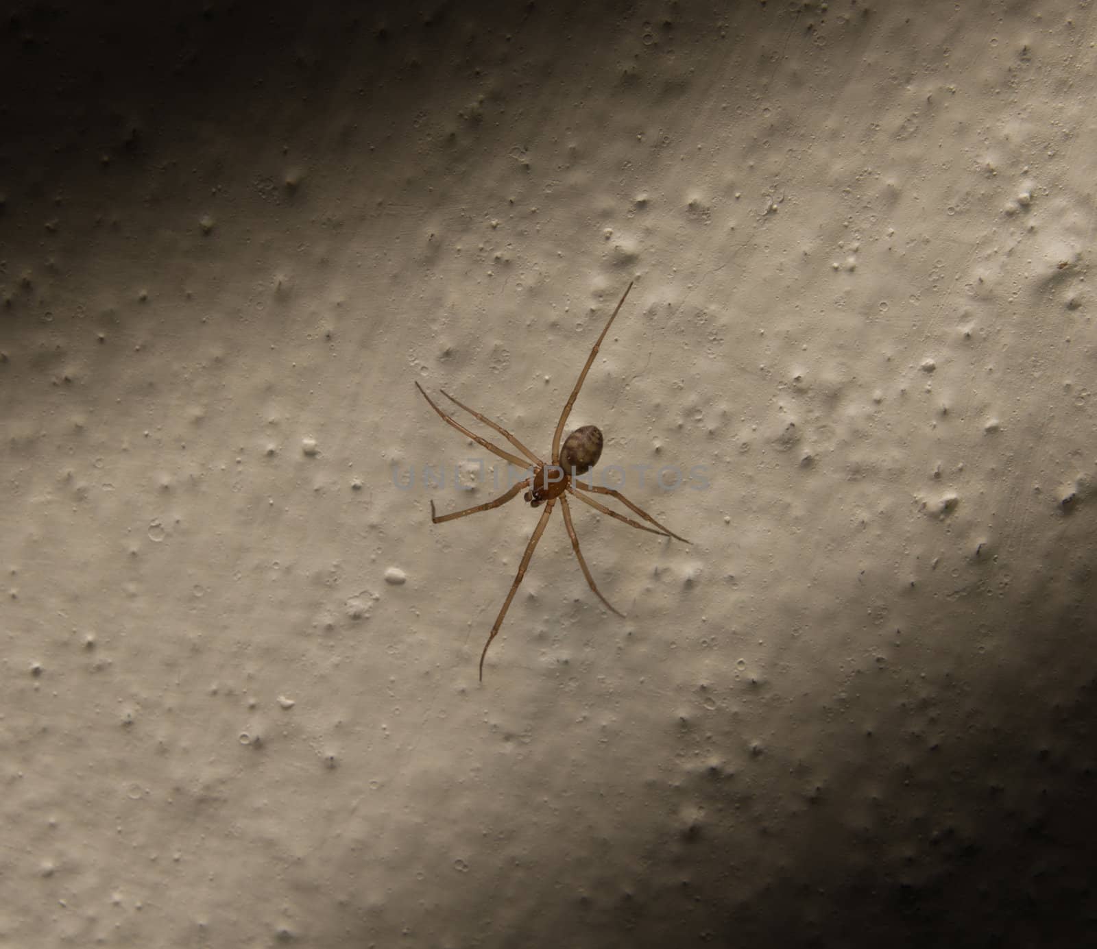 Spider on a concrete wall