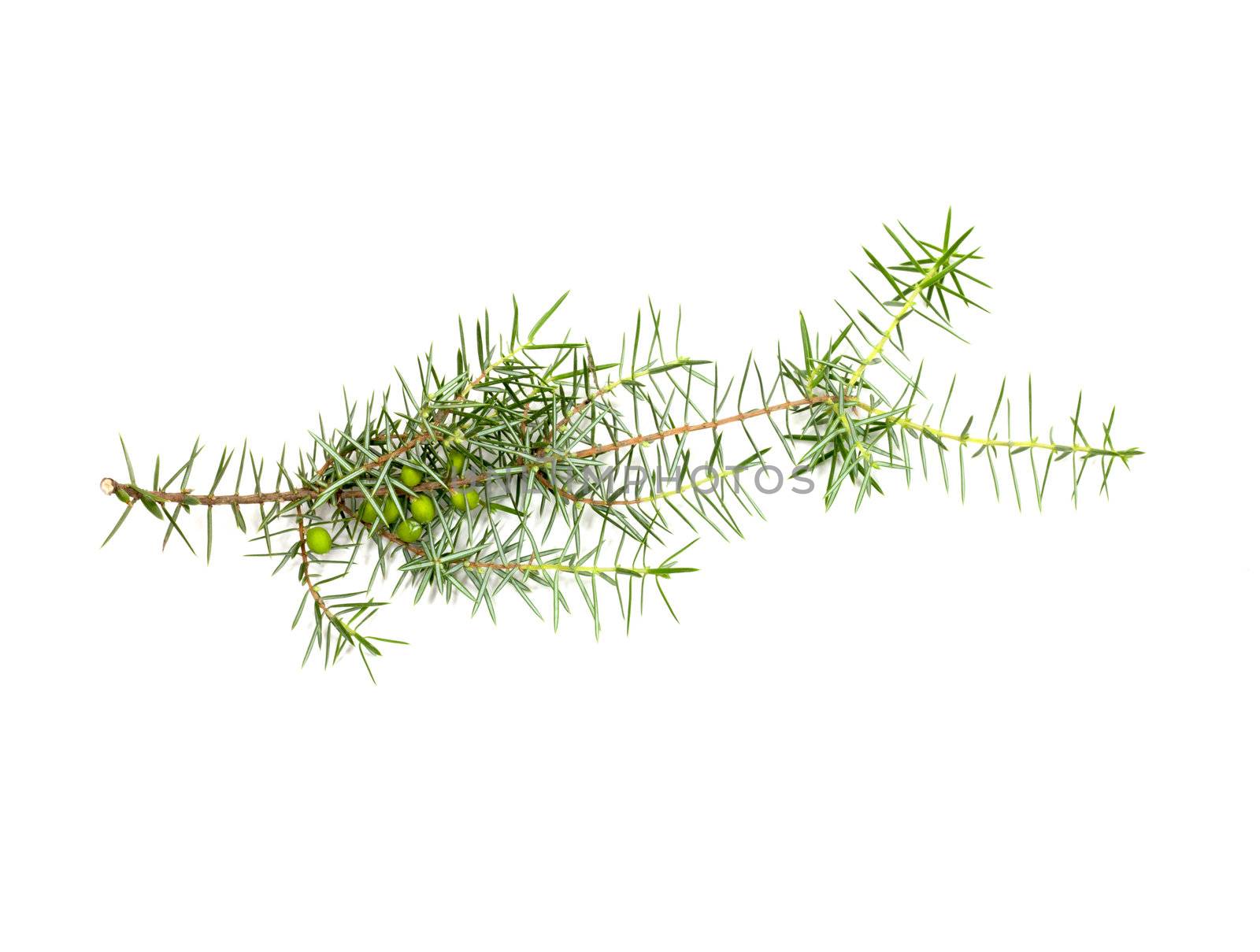 Christmas green framework isolated on white background 