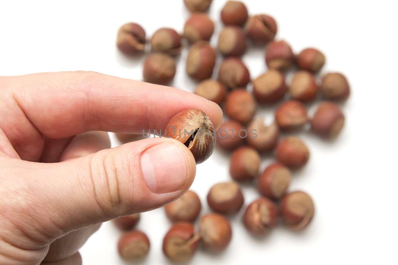 hazelnuts in hand on white background