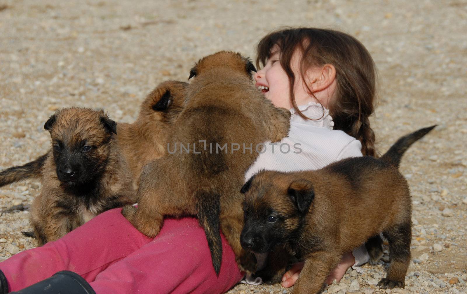 little girl and her four puppies belgian shepherd