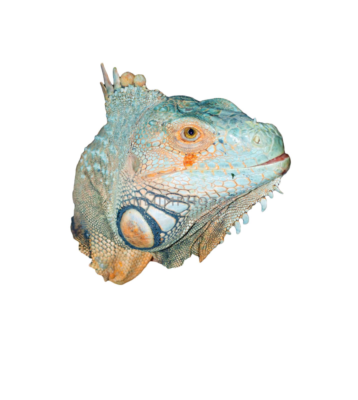 head of  iguana by schankz