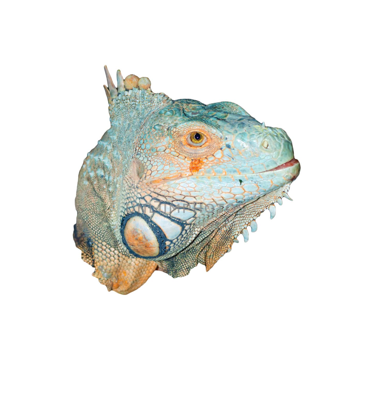 head of  iguana