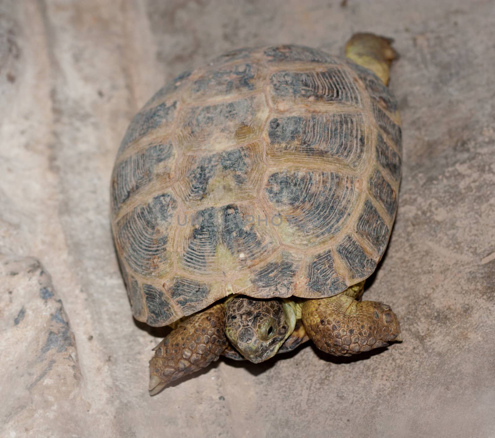 Turtle on rock surface