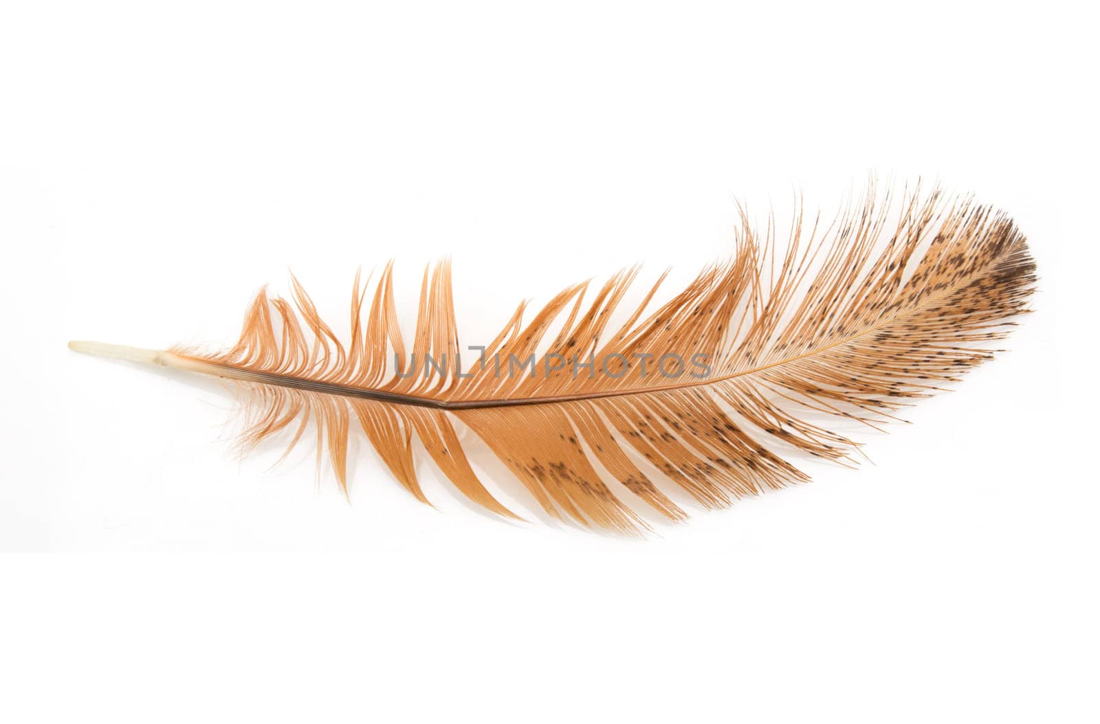 golden feather on a white background by schankz