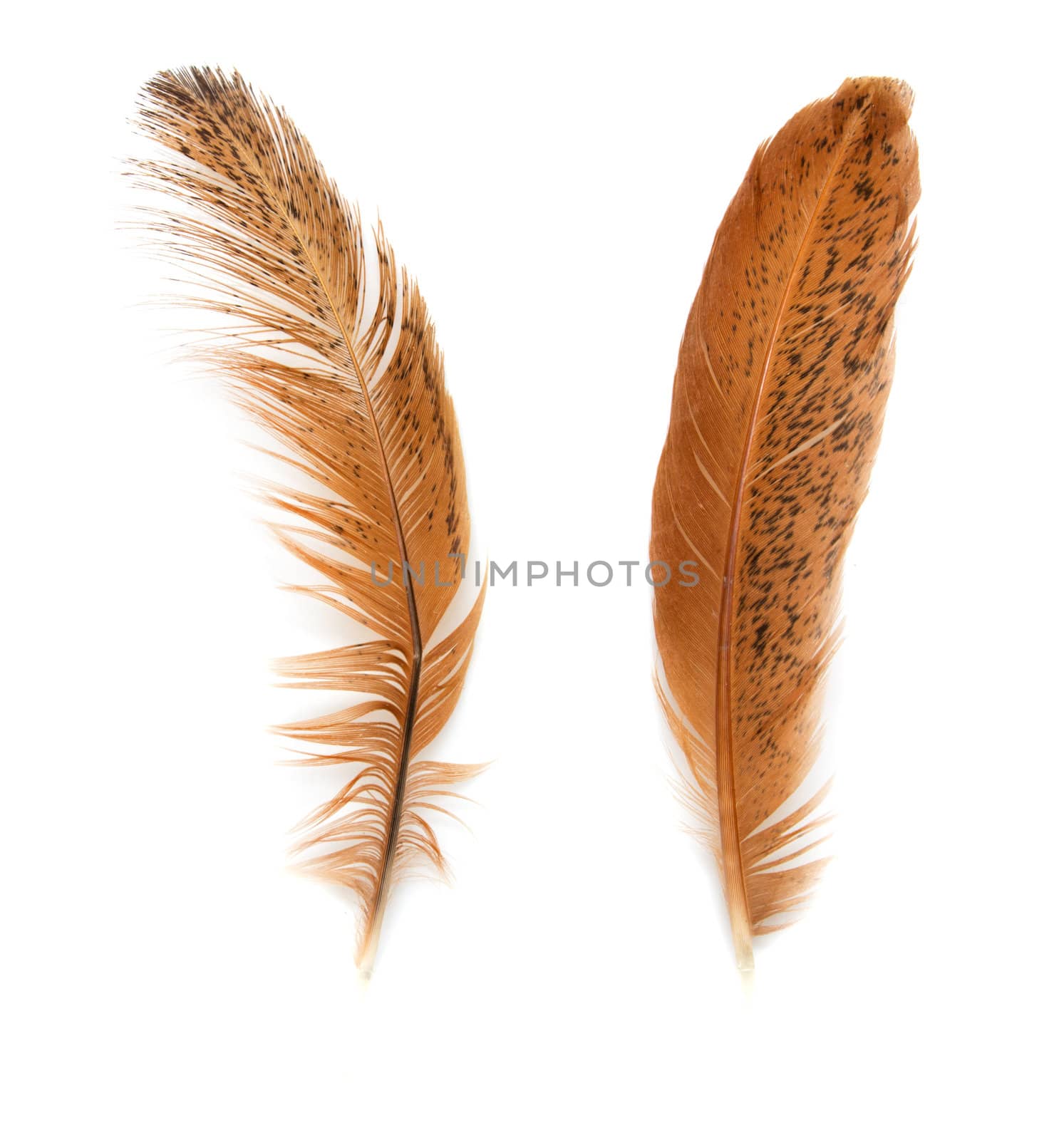 two golden feather on a white background by schankz