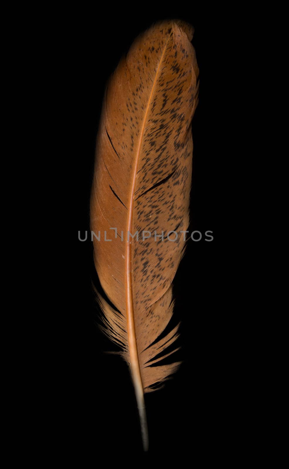 Mallard duck feather on black background - good for use as desig by schankz