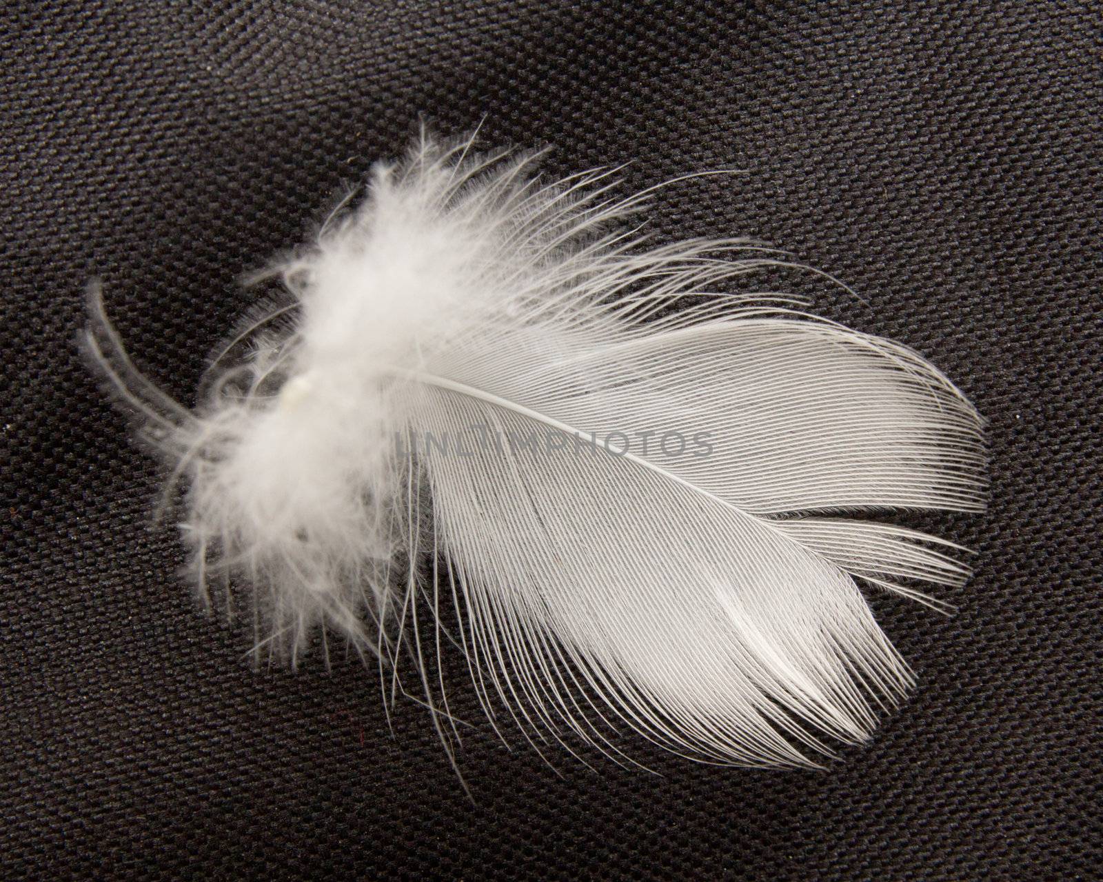 feather on the black background  by schankz