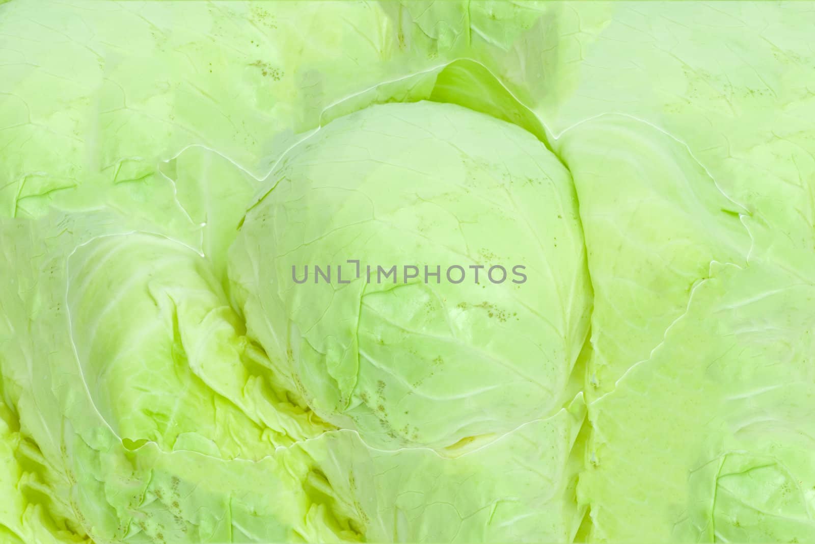 background of green cabbage