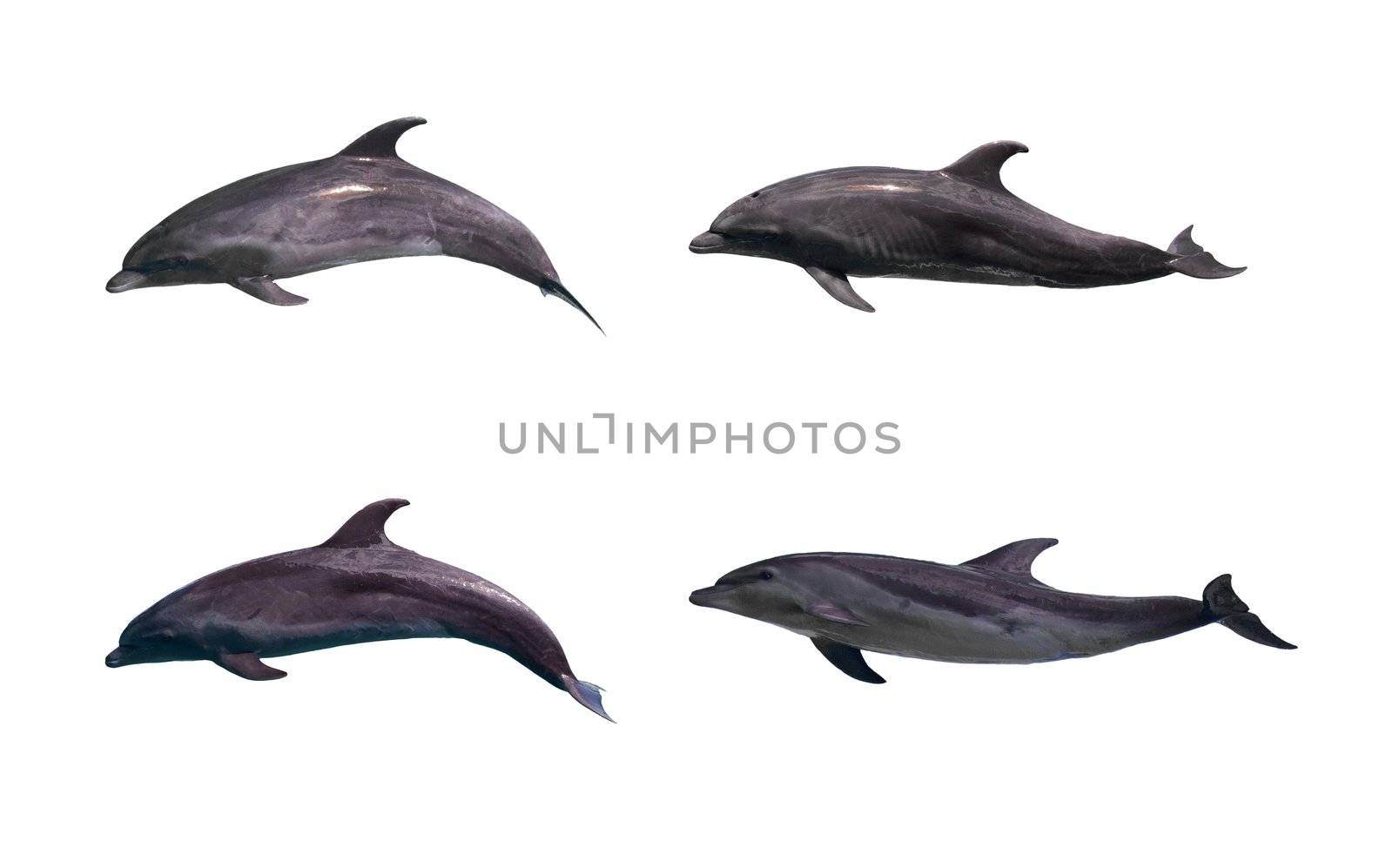 Dolphin isolated on white background