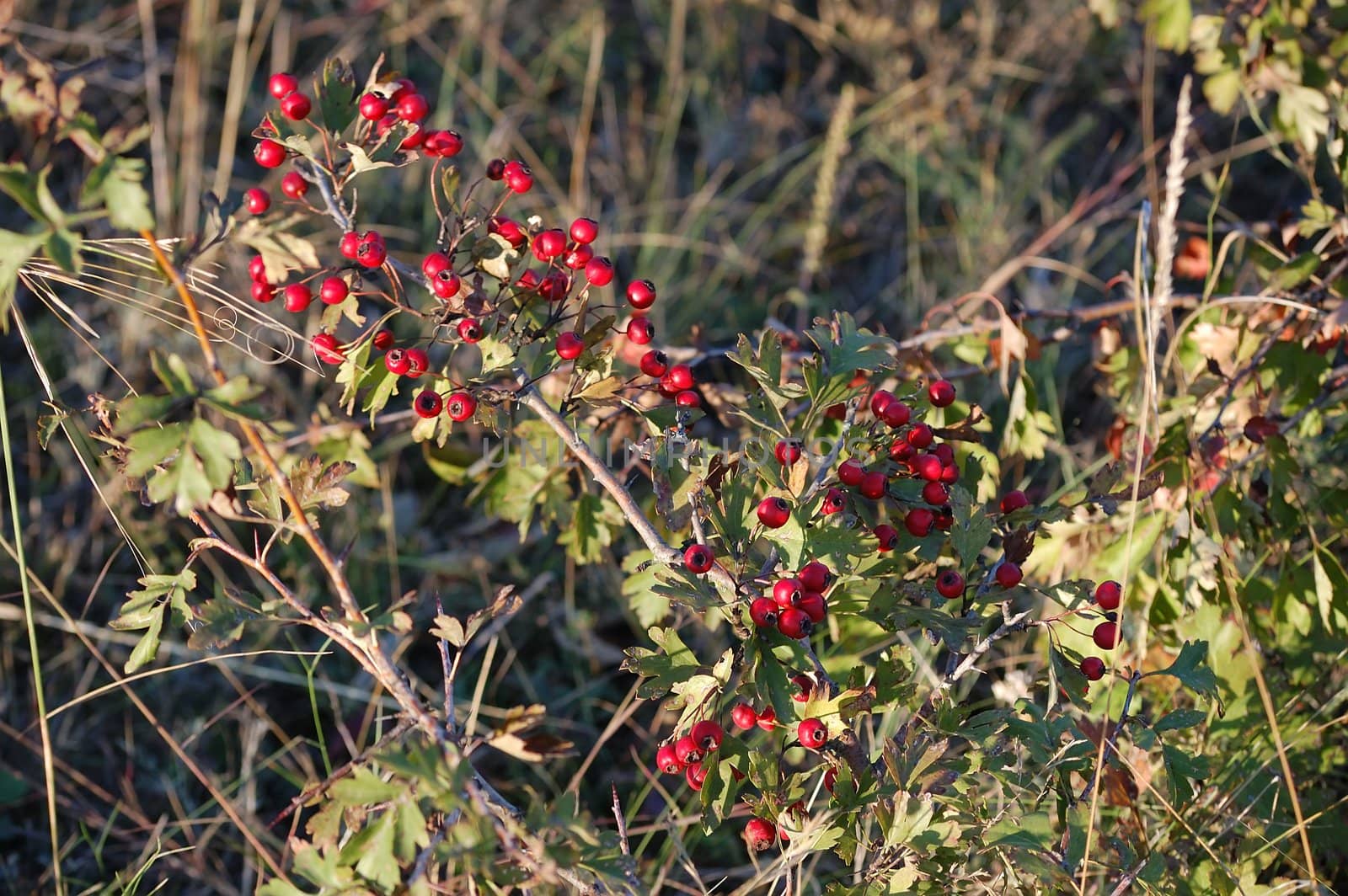 hawthorn bush by kasim