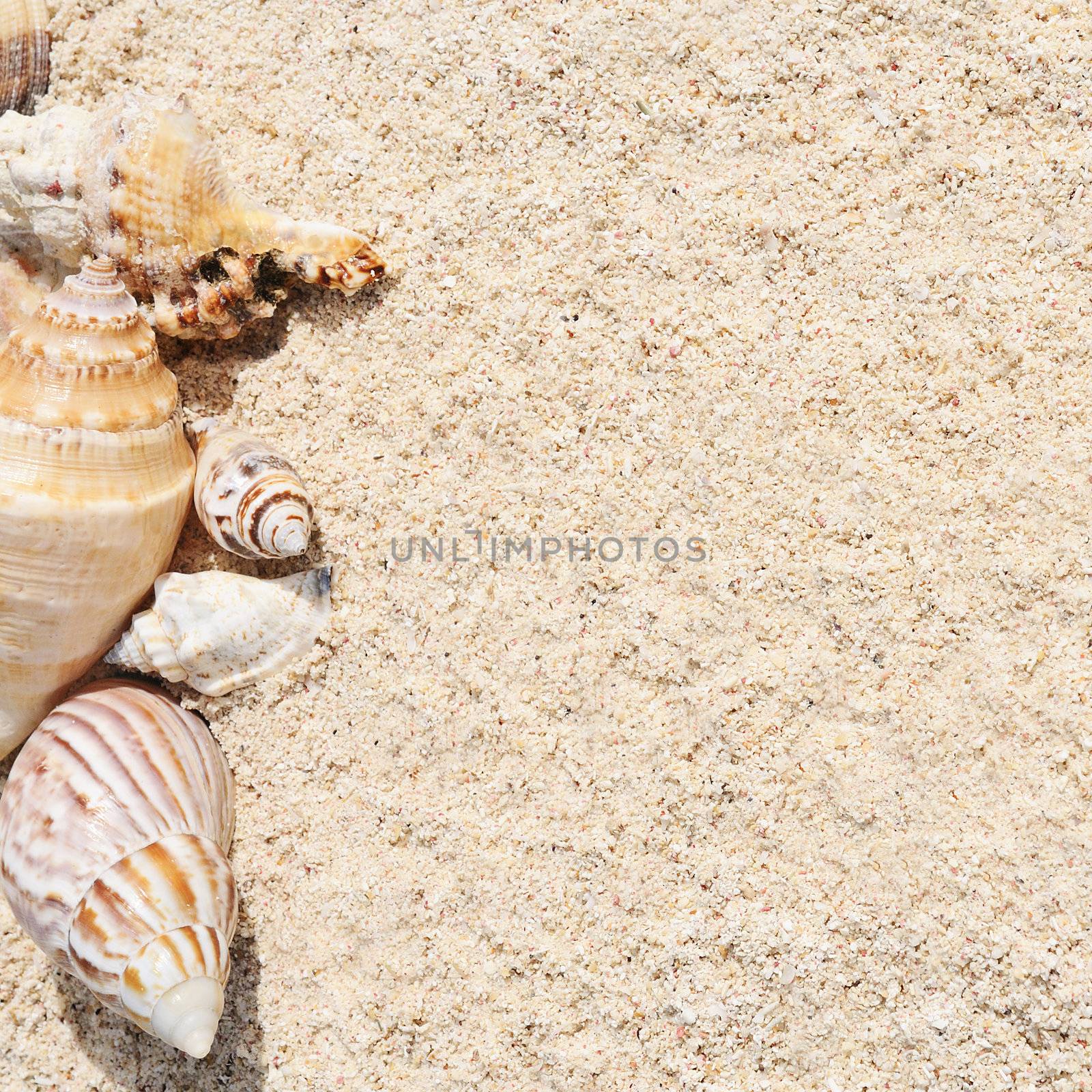 sea shells with sand as background