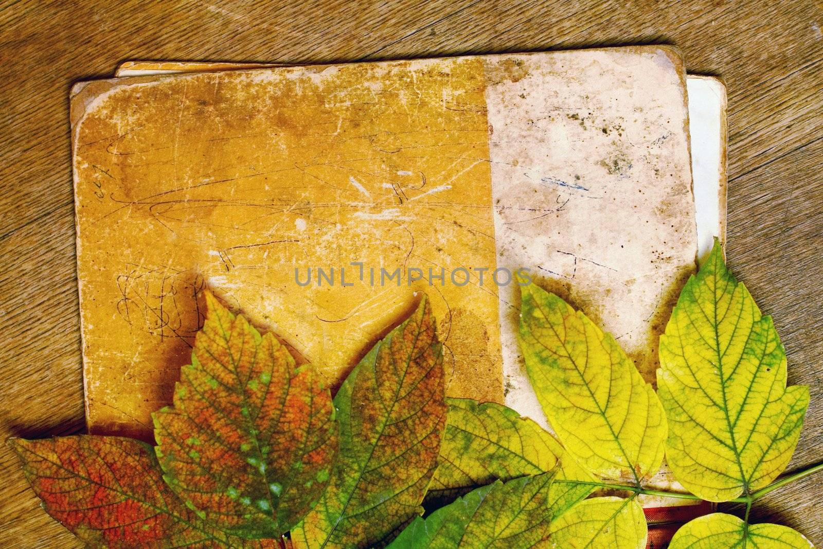 blank sheet of paper with autumn leaf