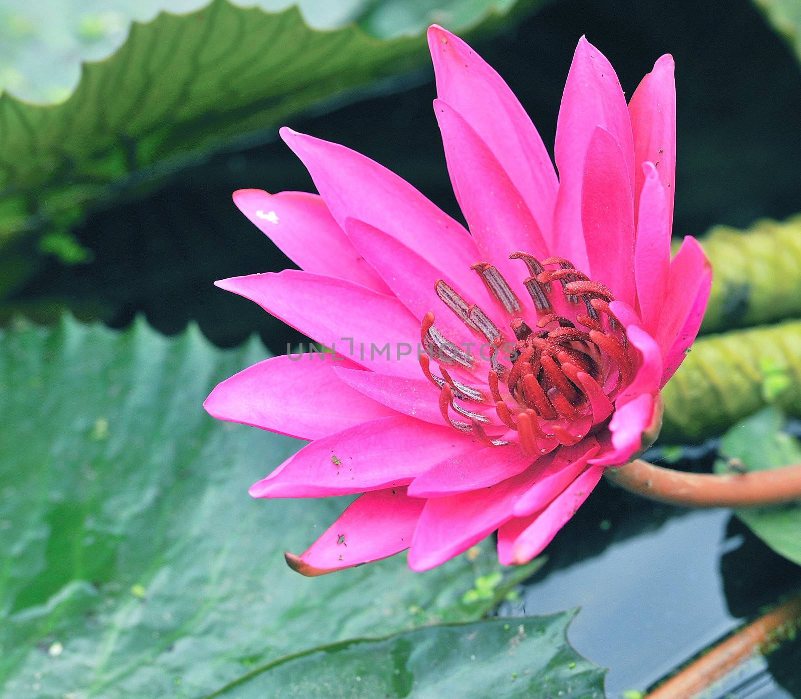 blossom lotus