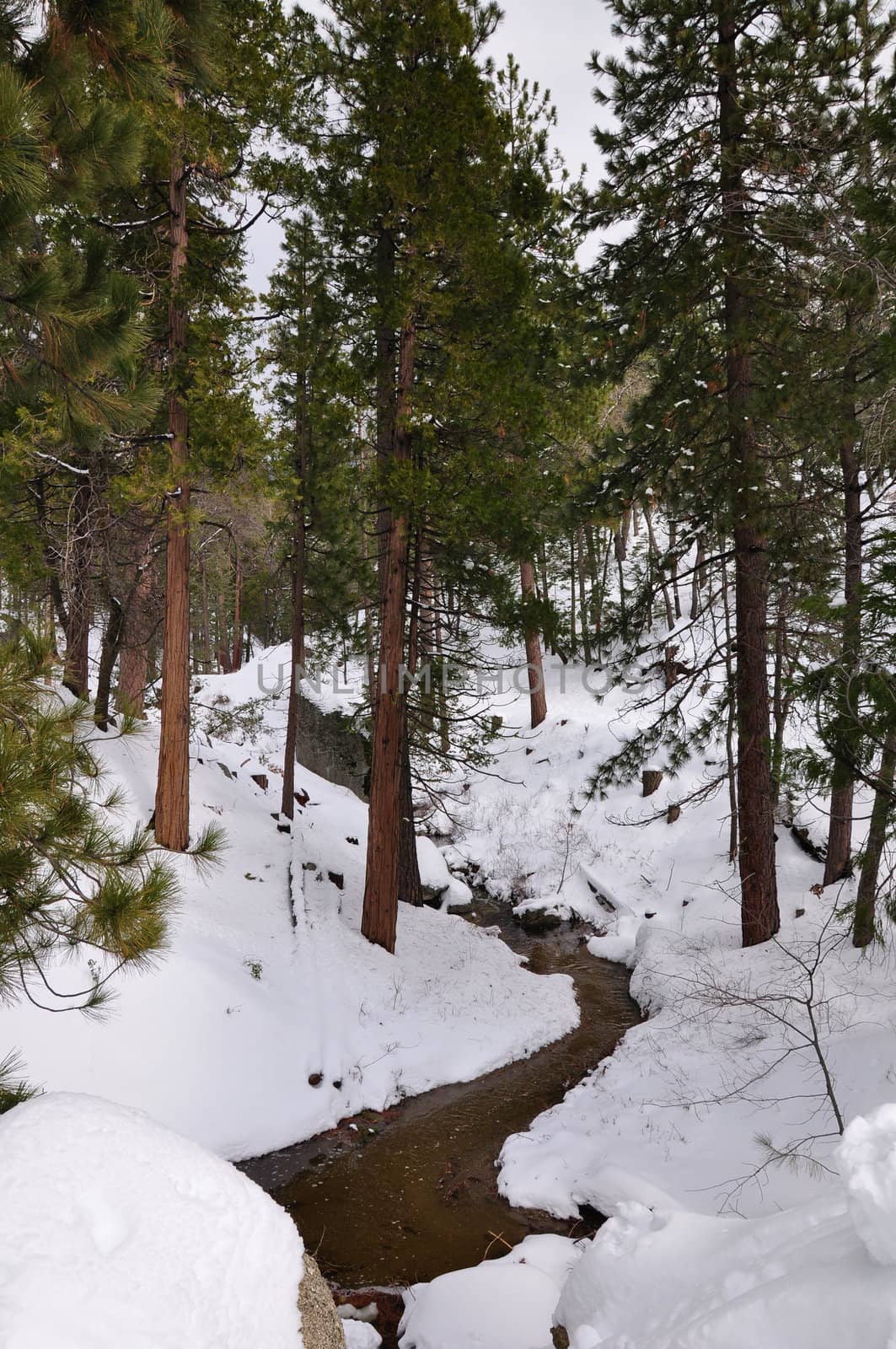 A small stream winds through the forest on Mount San Jacinto in Southern California.