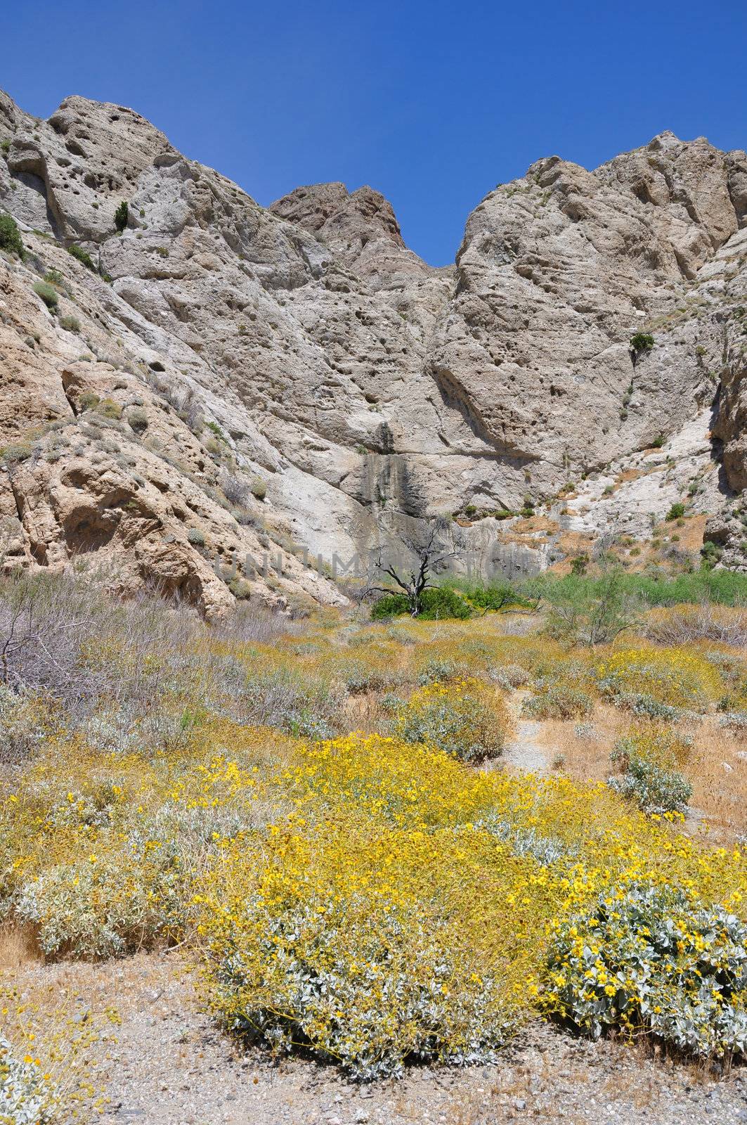 Wildflowers grow in Whitewater Canyon Preserve near the desert town of Palm Springs, California.