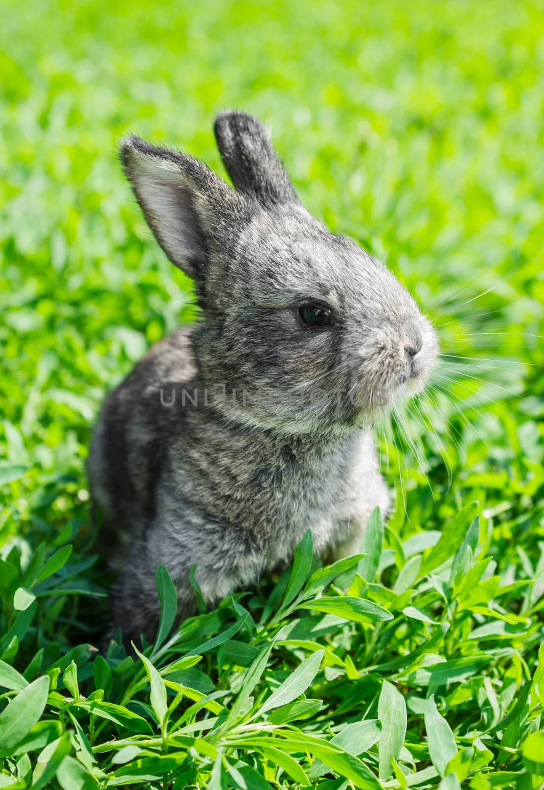 Little gray rabbit sunny day on the green lawn