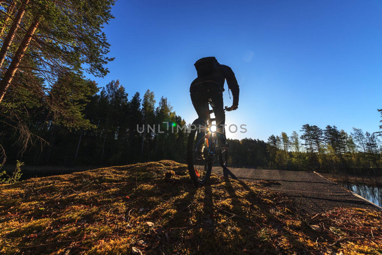 Biker Riding a Mountain Bike in a Forest