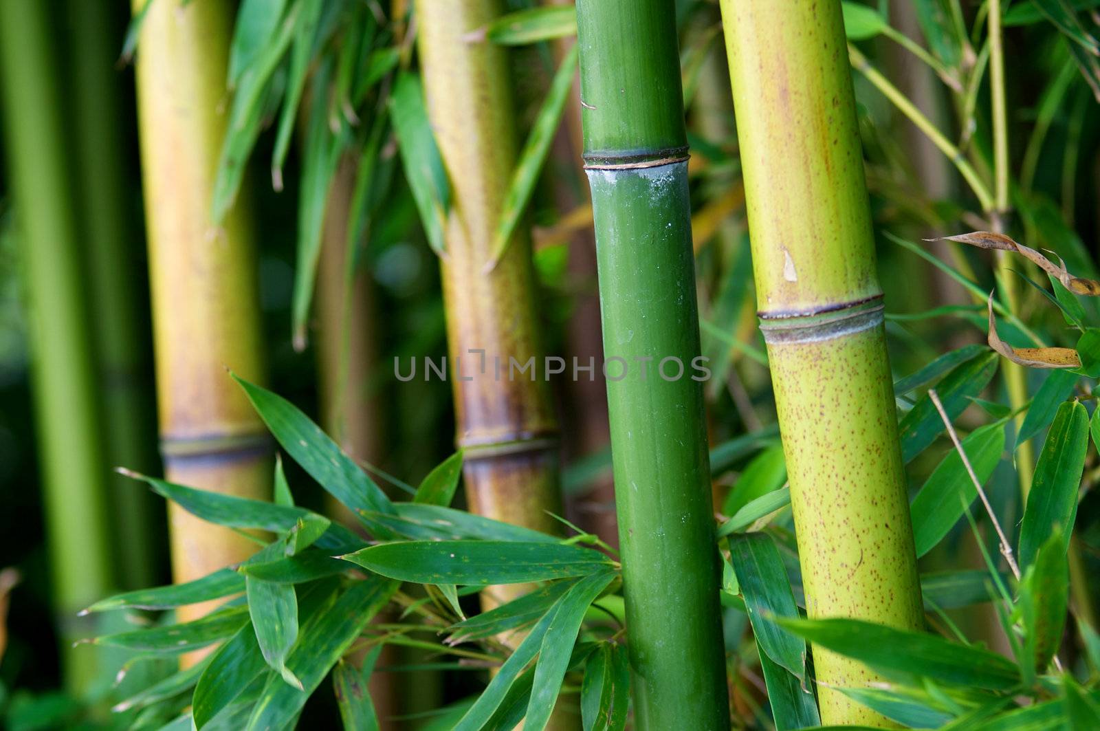 Zen bamboo forest green background