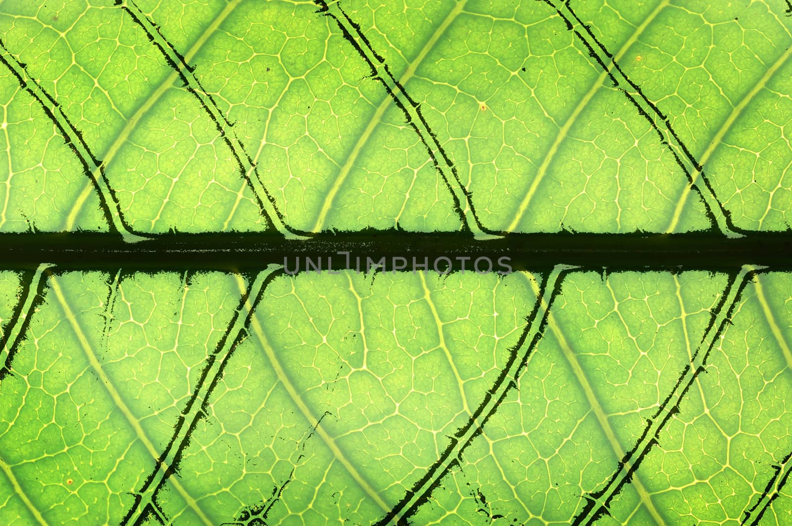 green leaf very close up by sommai