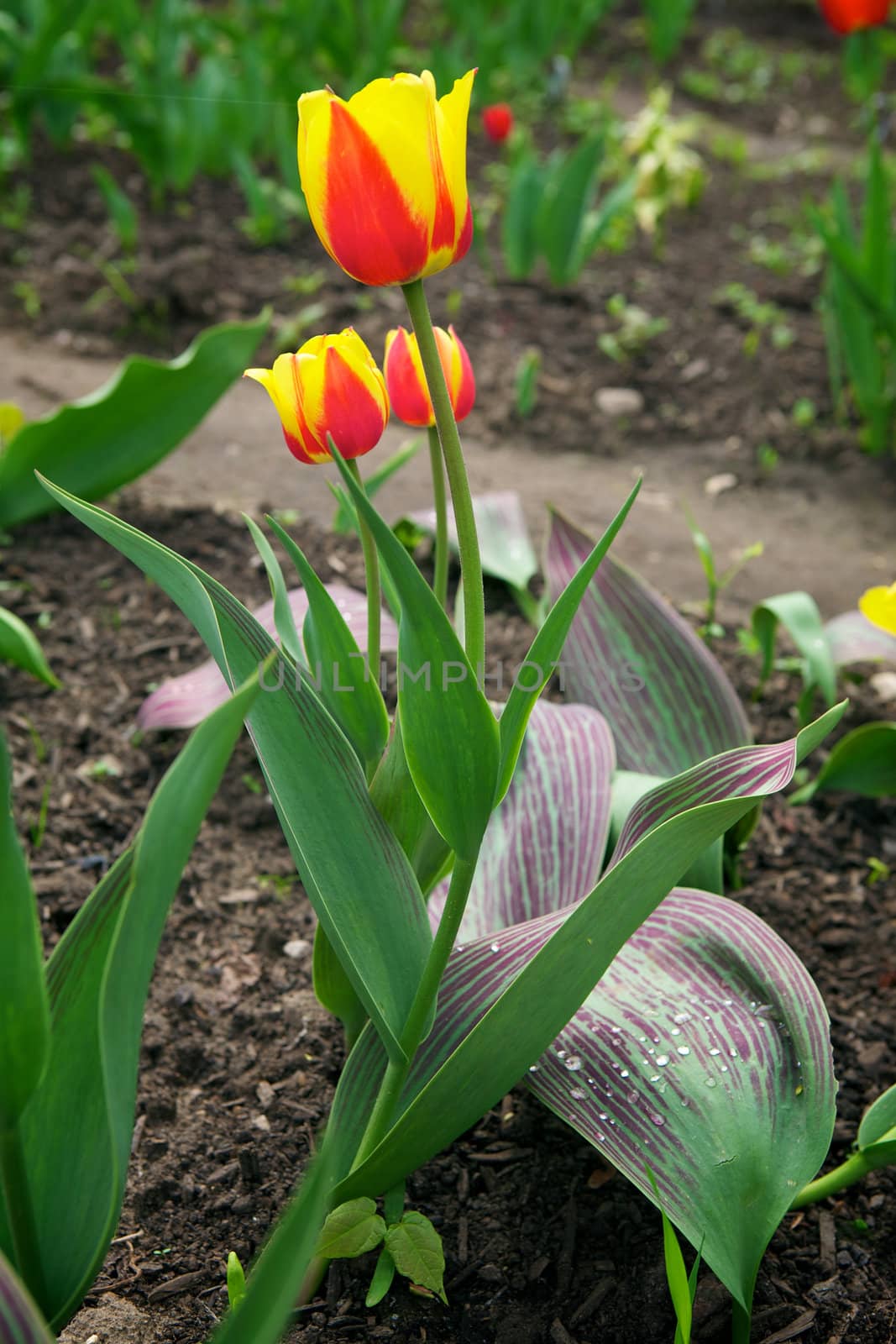 Beautiful tulips in the garden