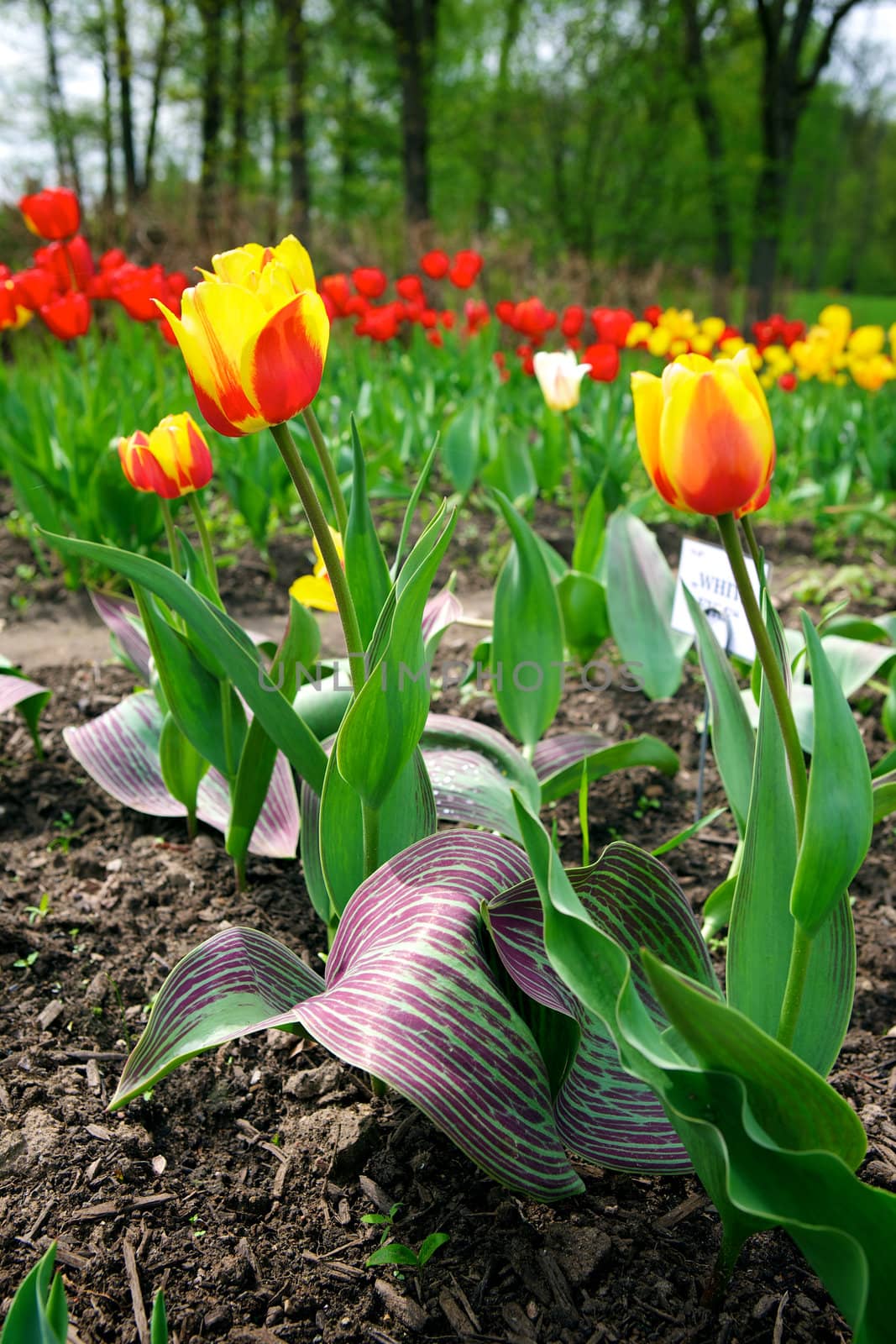 Beautiful tulips in the garden