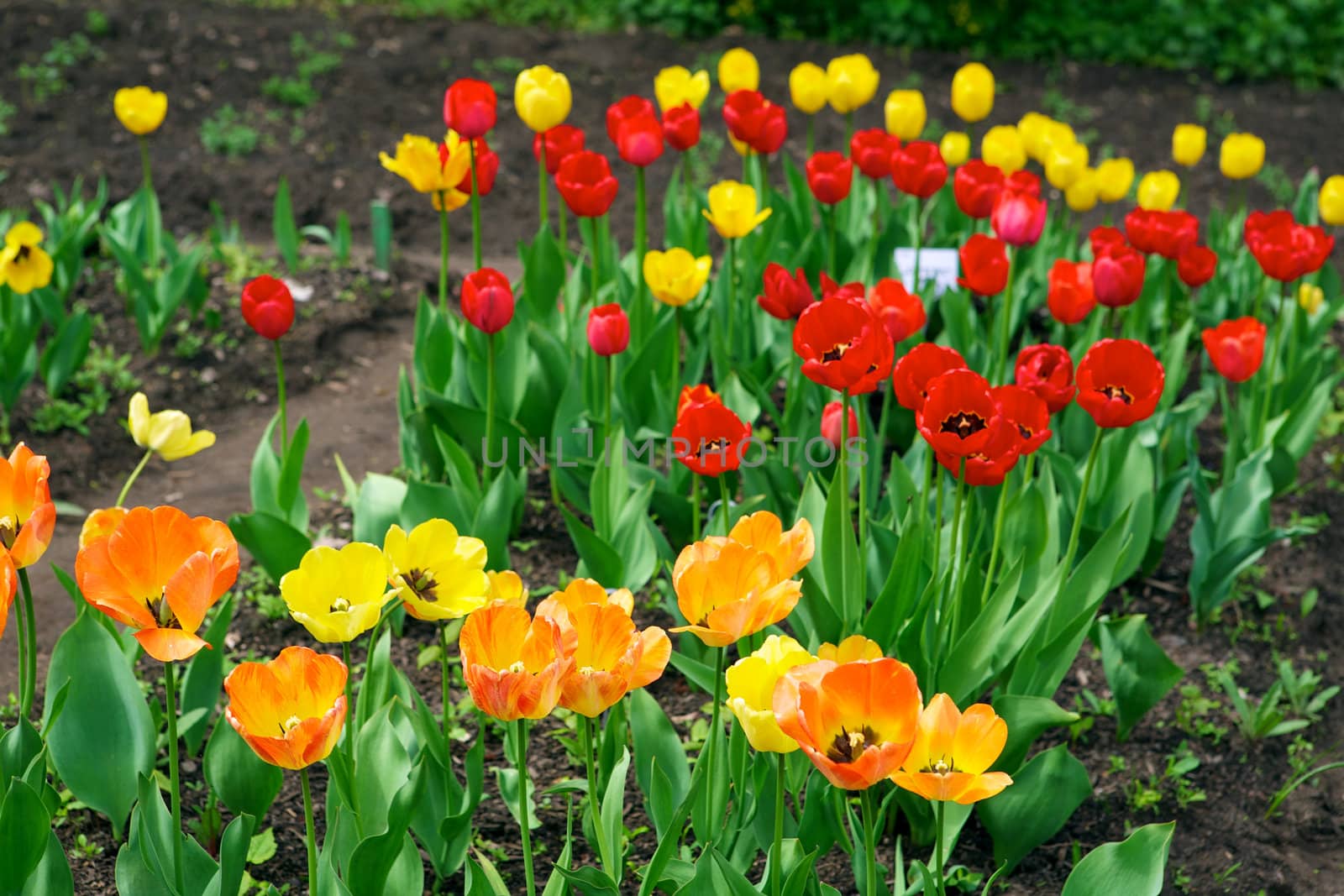 Tulips - beautiful spring flowers