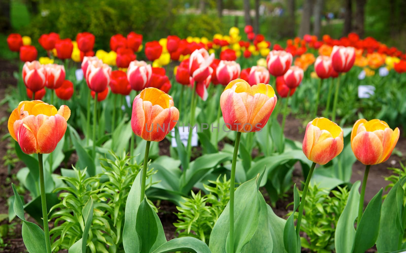 Beautiful tulips in the garden