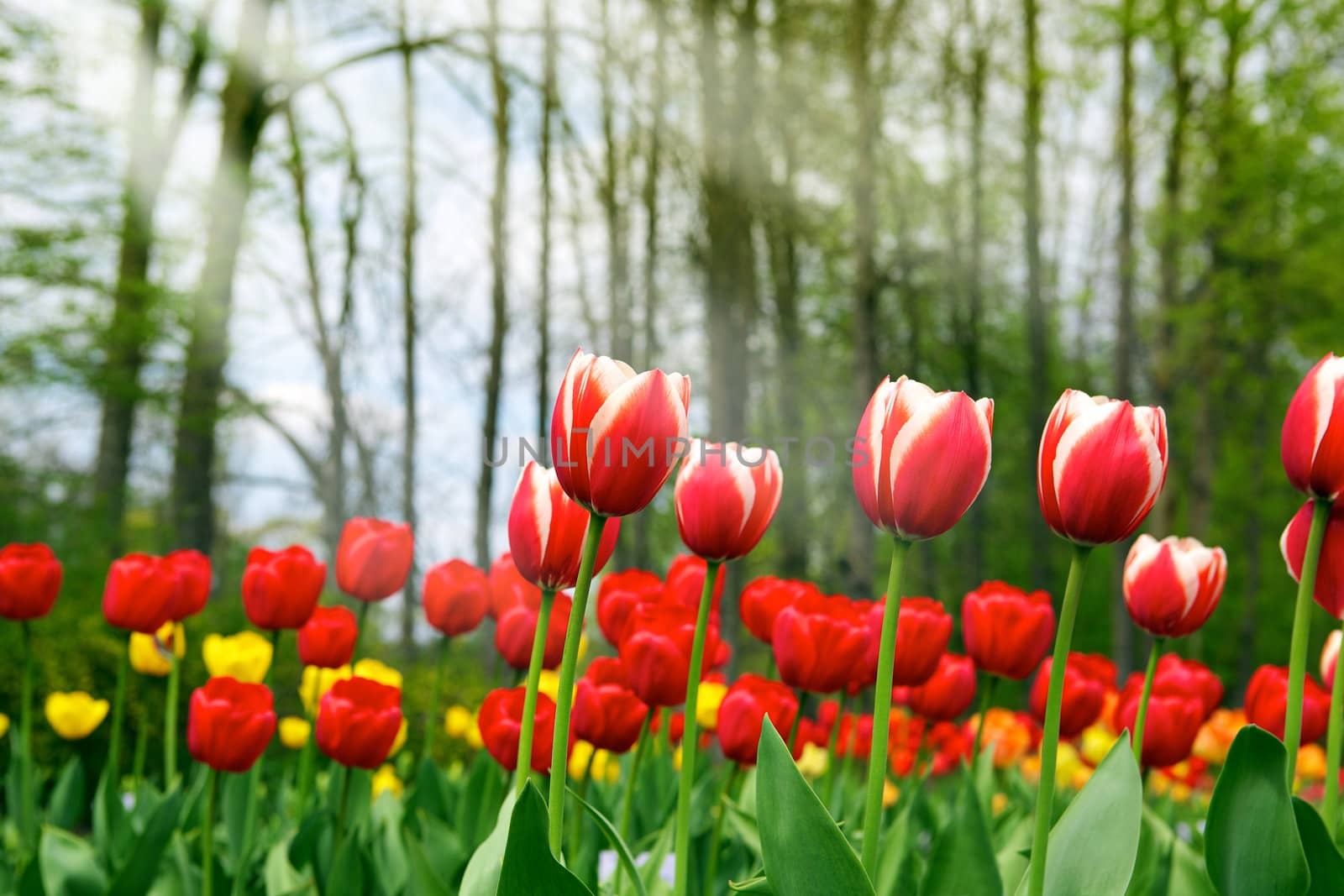 Tulips - beautiful spring flowers