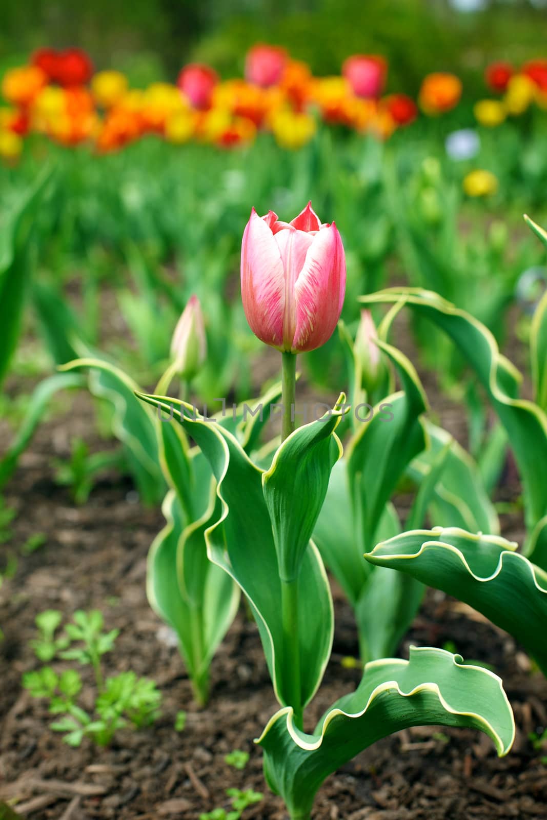 Beautiful tulips in the garden