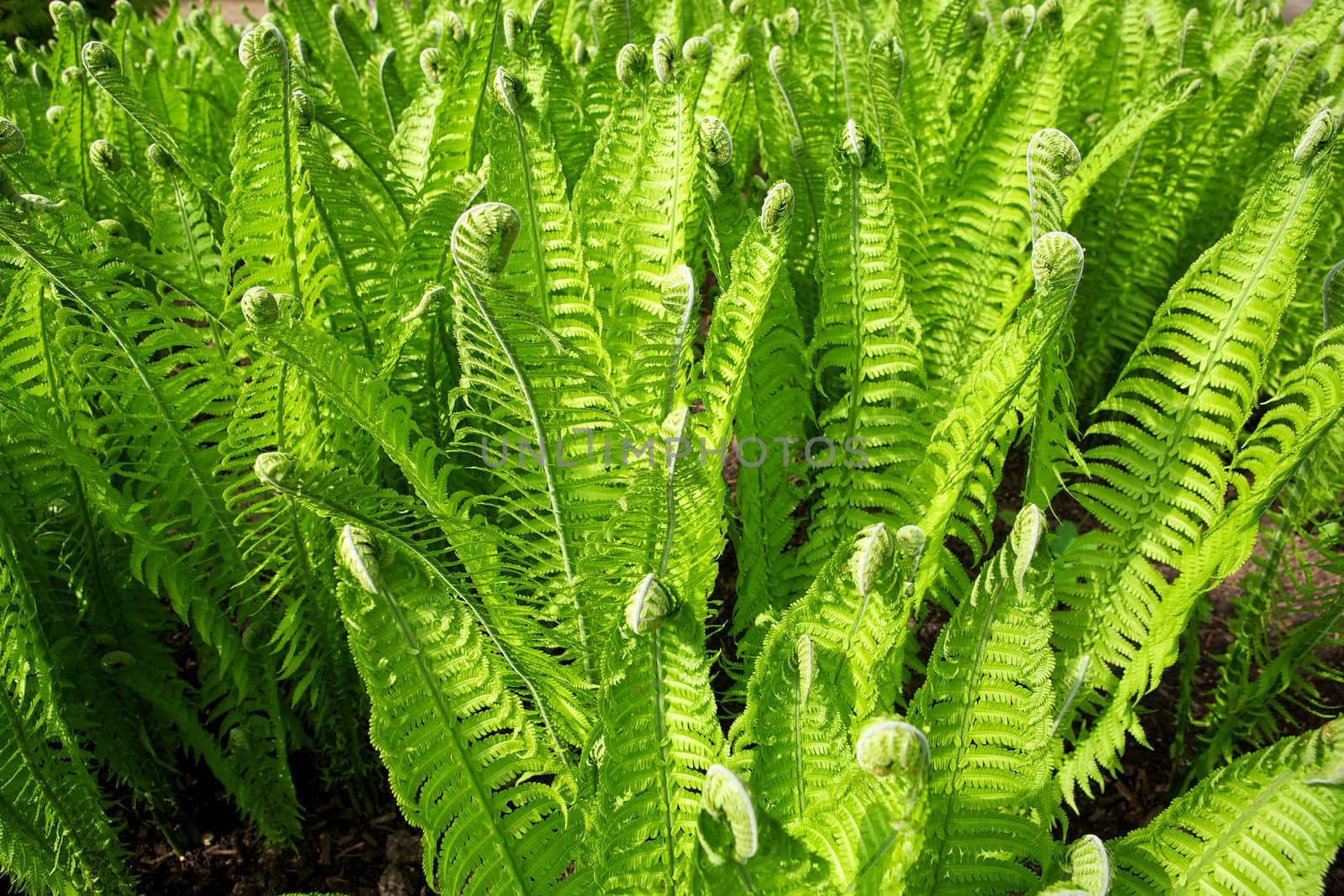 Beautiful green background of fern leaves