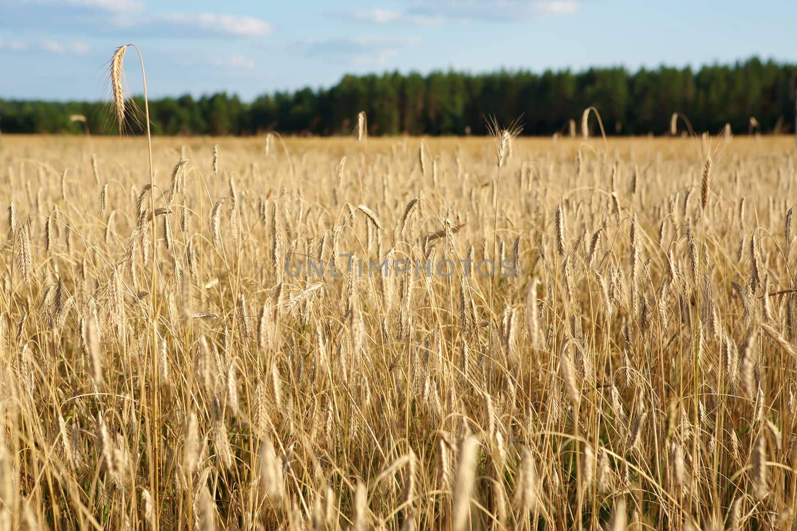 Golden wheat field under a blue sky