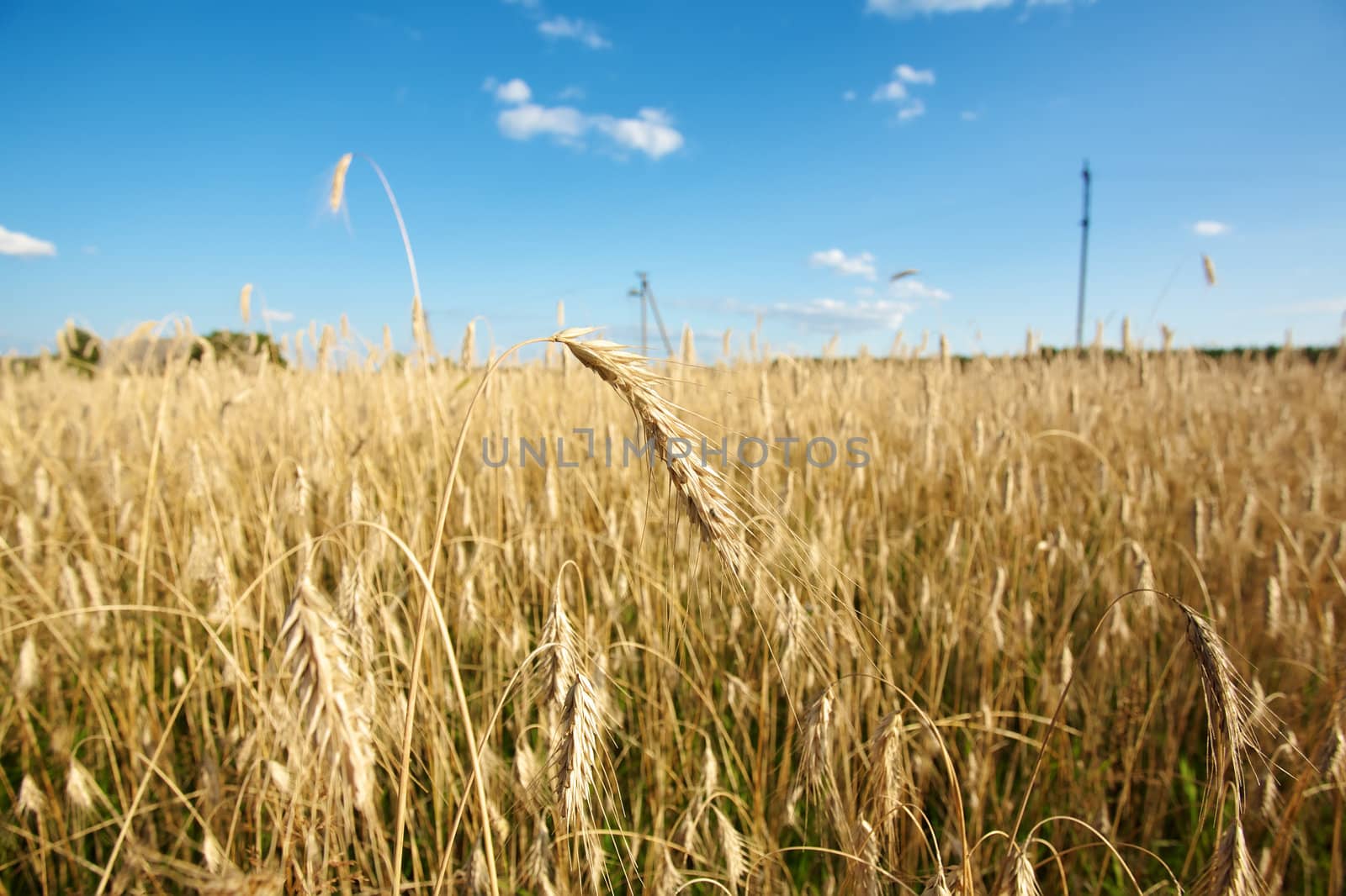 Golden wheat field under a blue sky