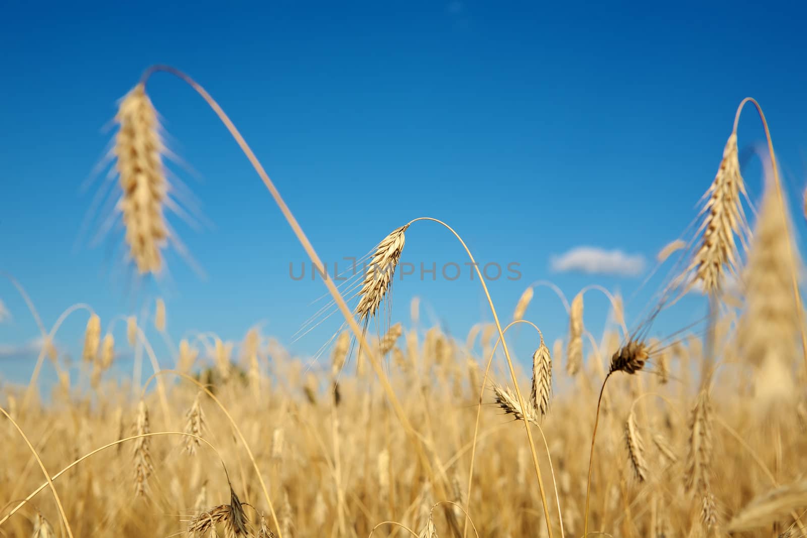 Golden wheat field under a blue sky