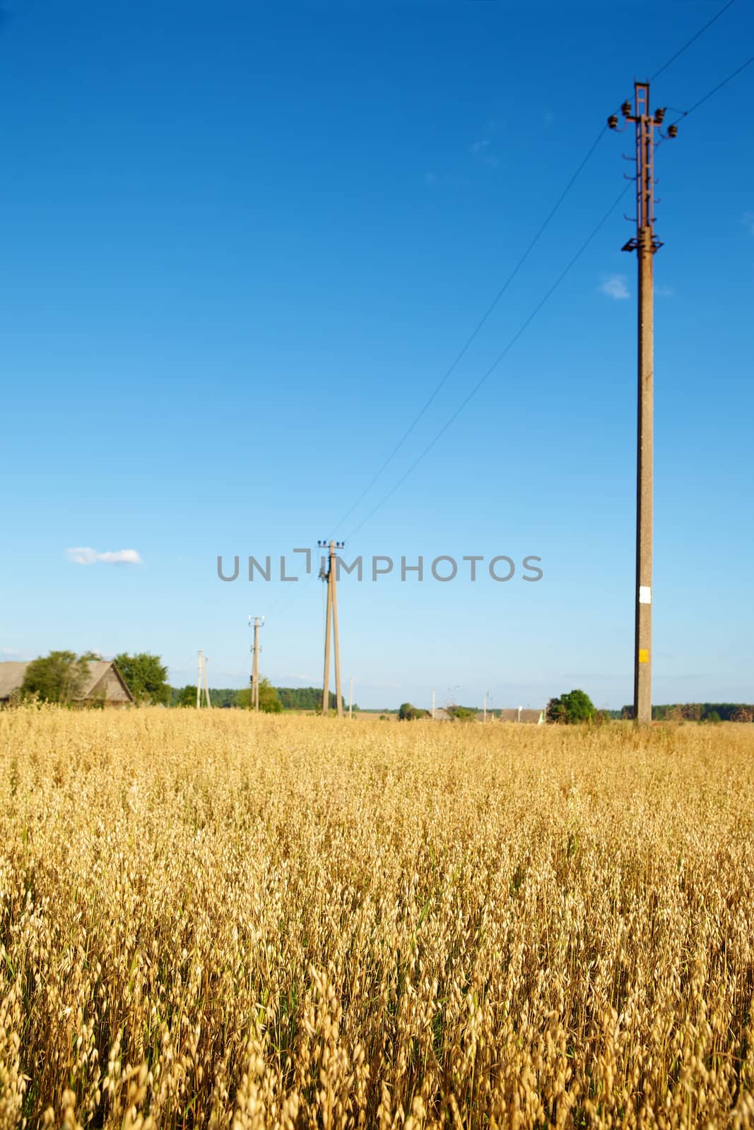 Golden oats field in the autumn season