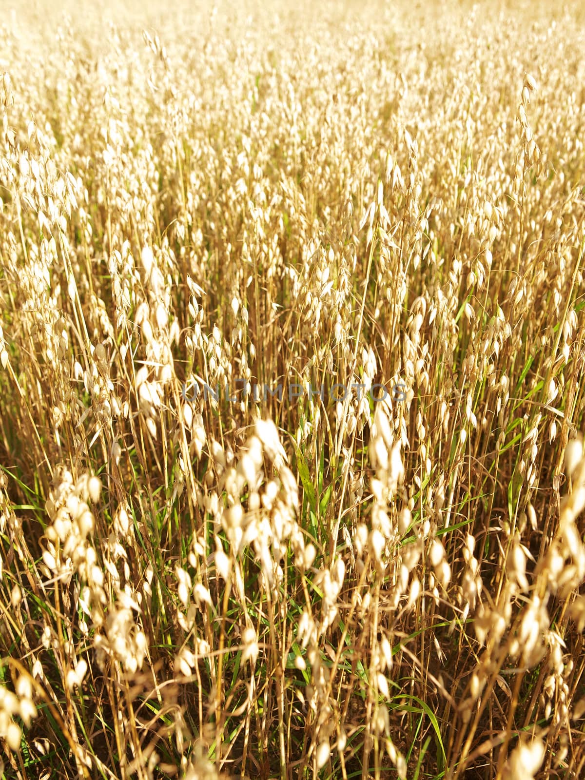 Golden oats field in the autumn season