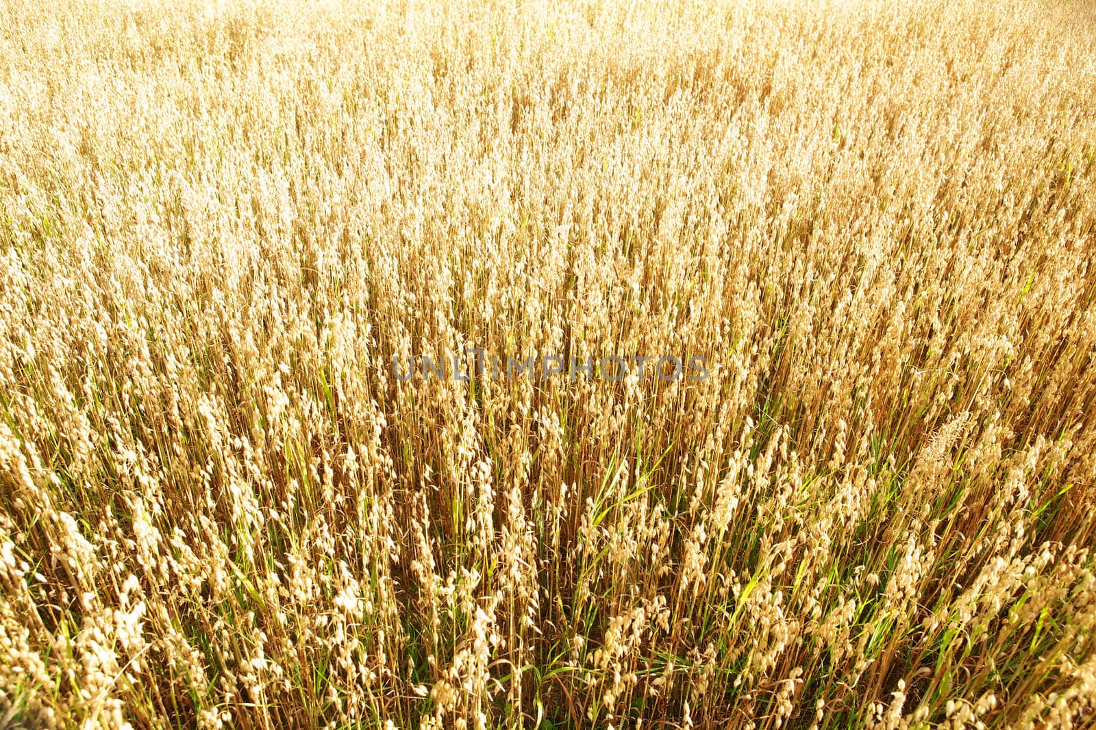 Golden oats field in the autumn season