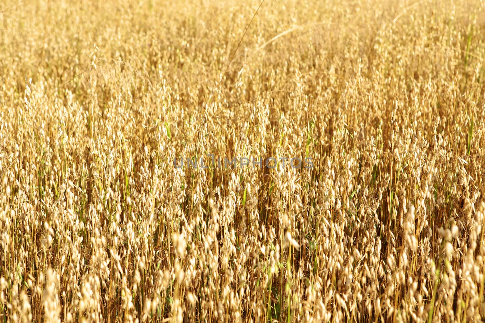 Golden oats field in the autumn season