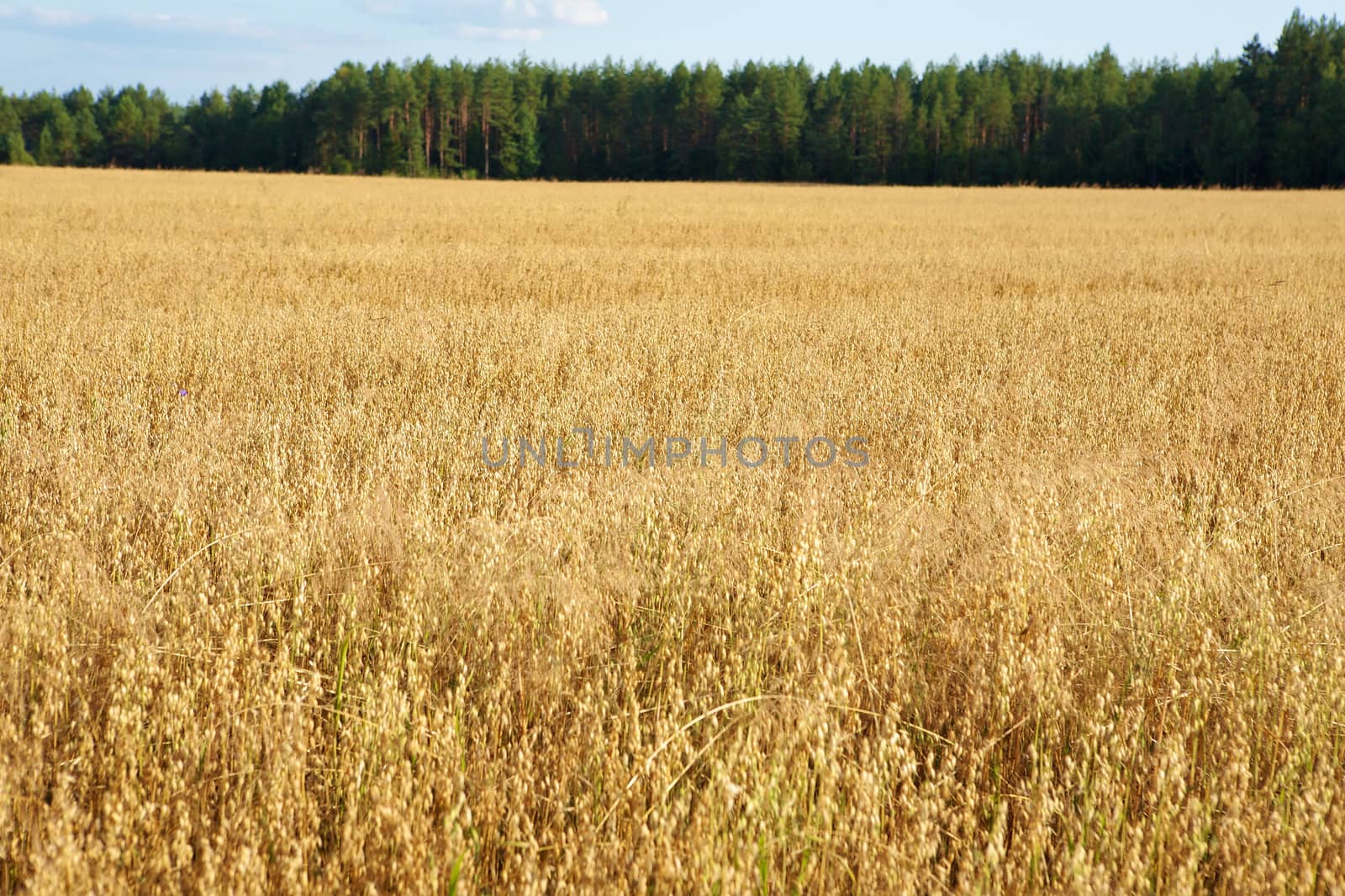 Golden oats field in the autumn season
