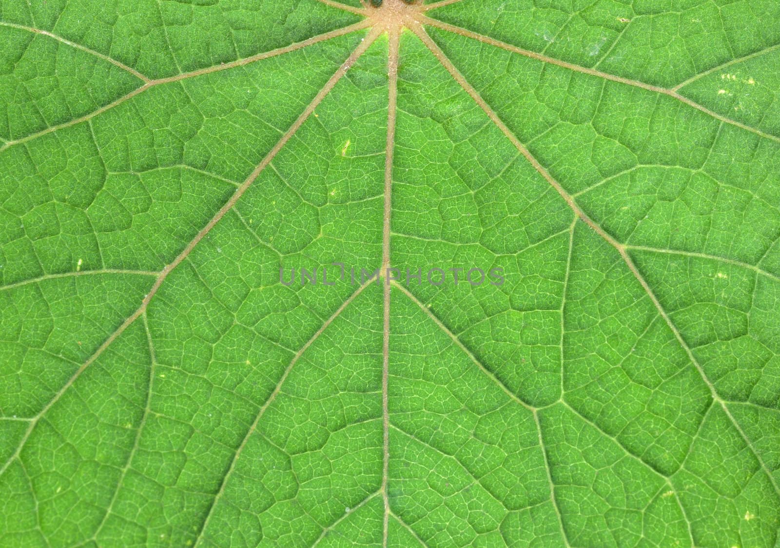 Extreme macro of green leaf with veins like a tree