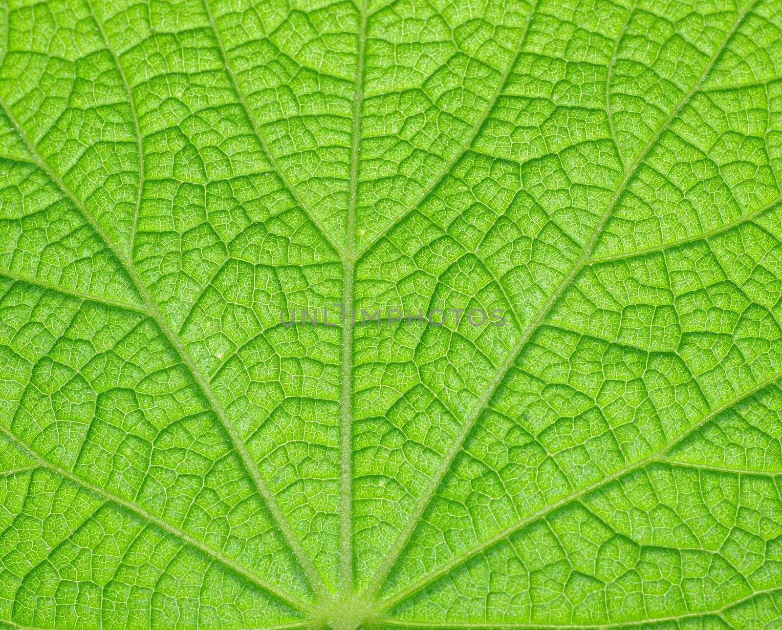 Extreme macro of green leaf with veins like a tree by sommai
