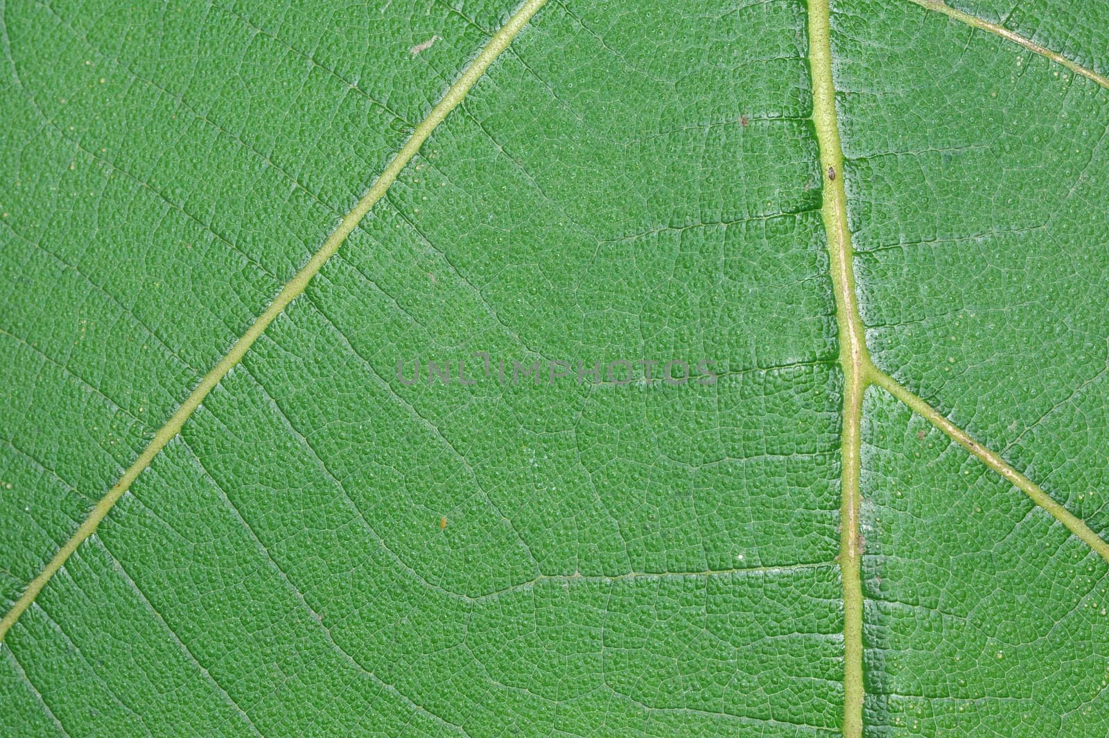 Extreme macro of green leaf with veins like a tree by sommai