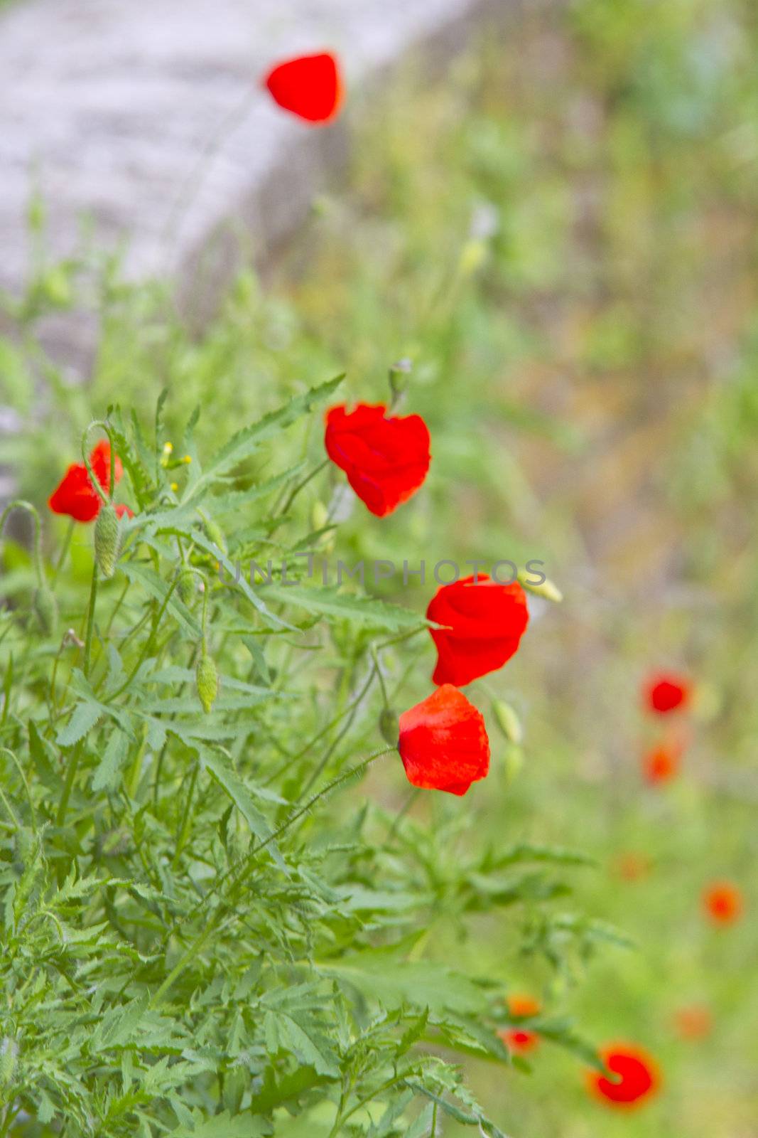 Poppies in the grass next to a street