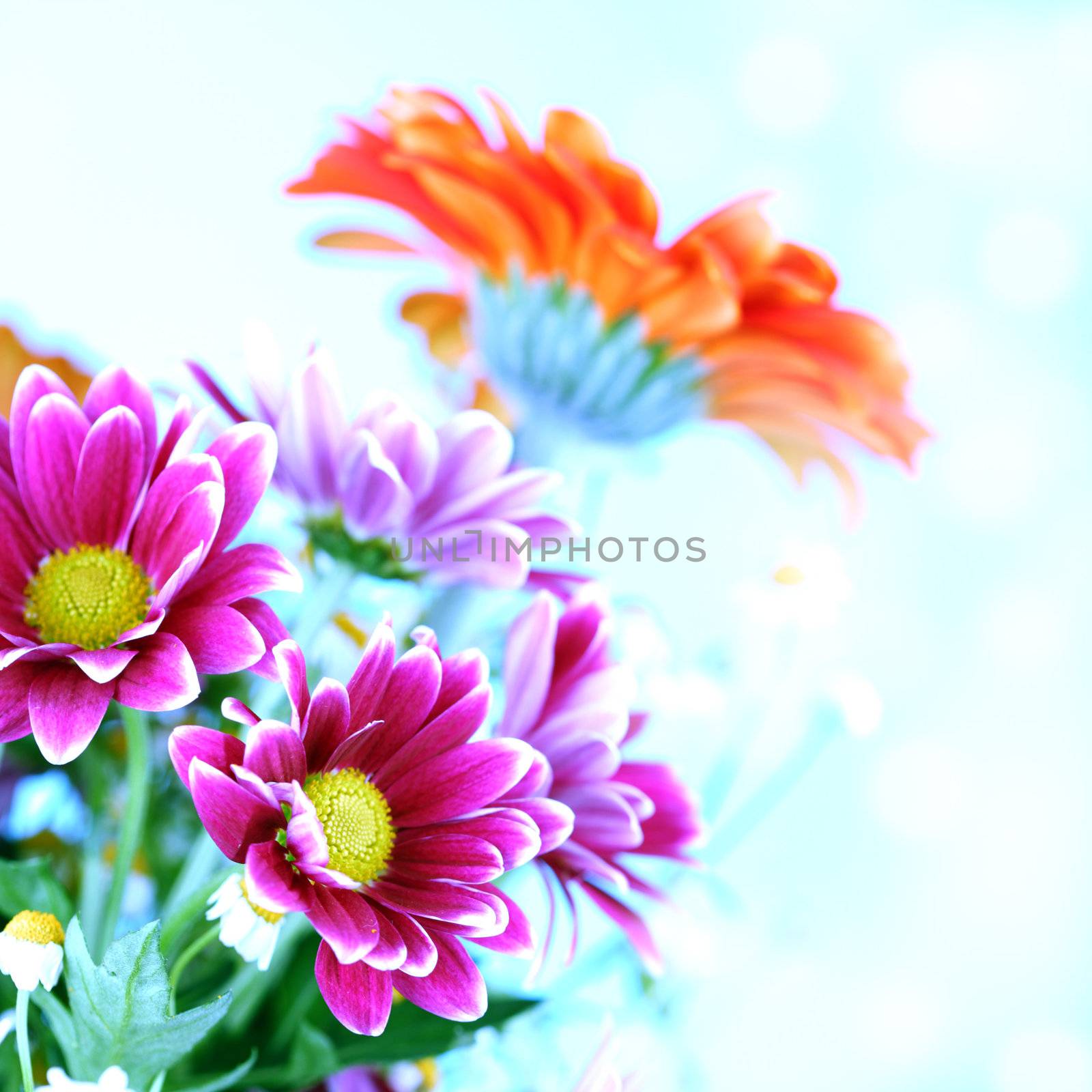 colourful summer flowers by Yellowj