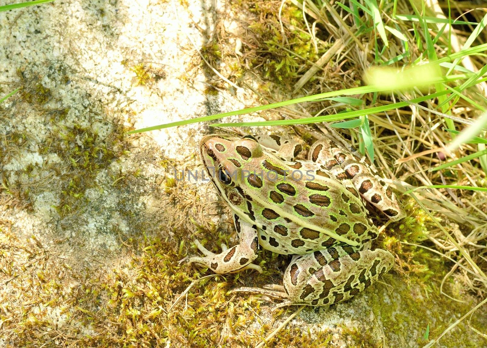 Northern Leopard Frog perched on a rock.