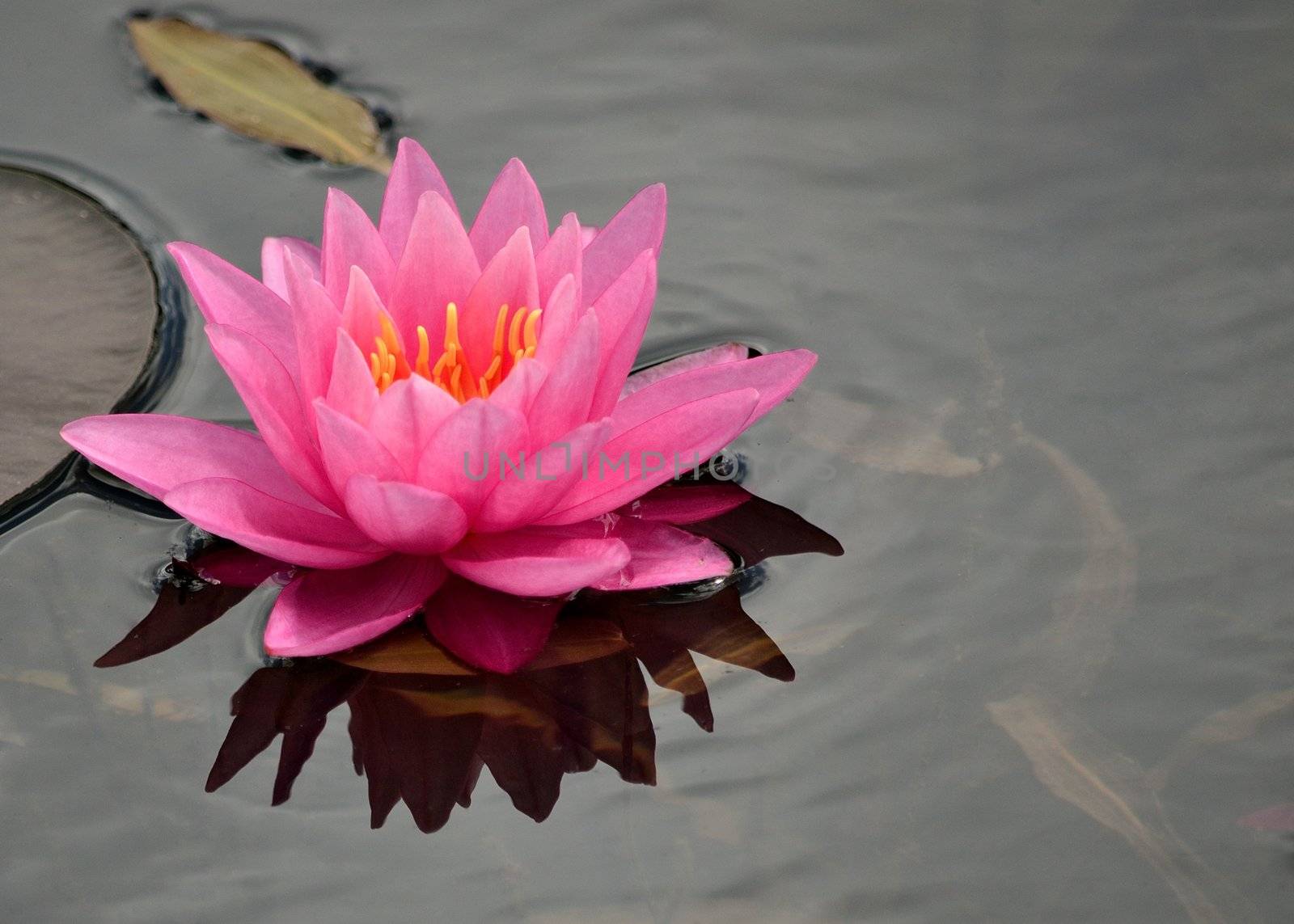 Pink Water Lilly floating in a pond.