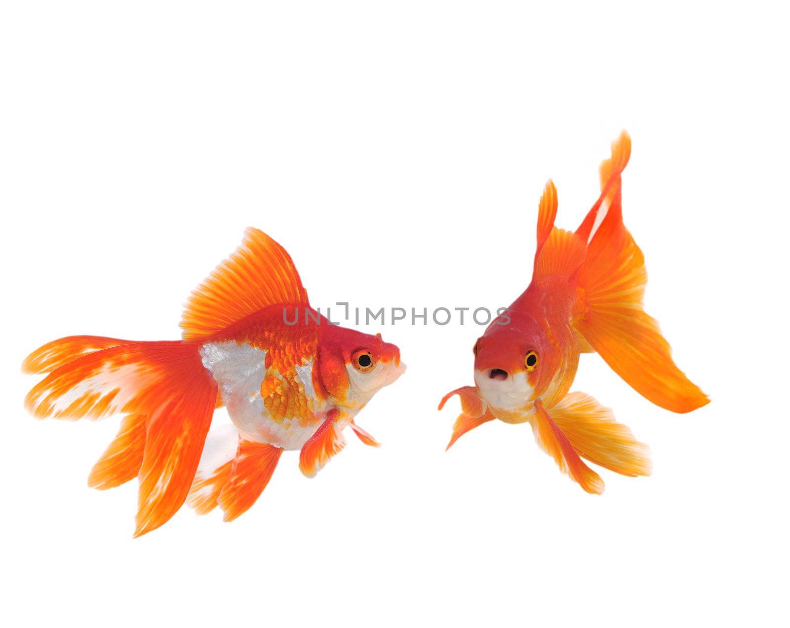 gold fish isolated on white by sommai